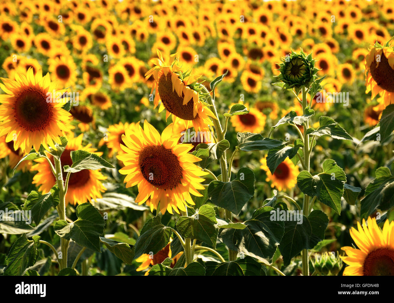 Feld voller Sonnenblumen Stockfoto