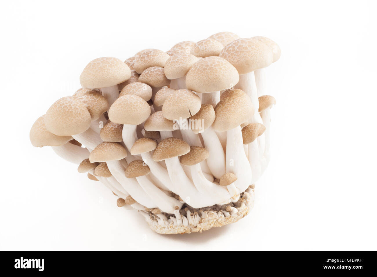 Shimeji auf weißem Hintergrund isolieren Stockfoto
