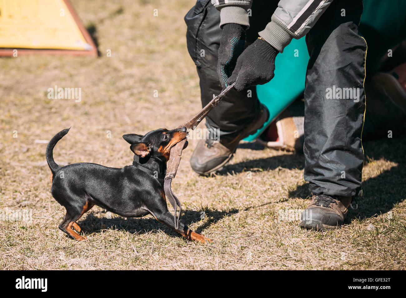 Zwergpinscher Hundetraining. Hund beißt. Zwergpinscher, Min Pin Stockfoto