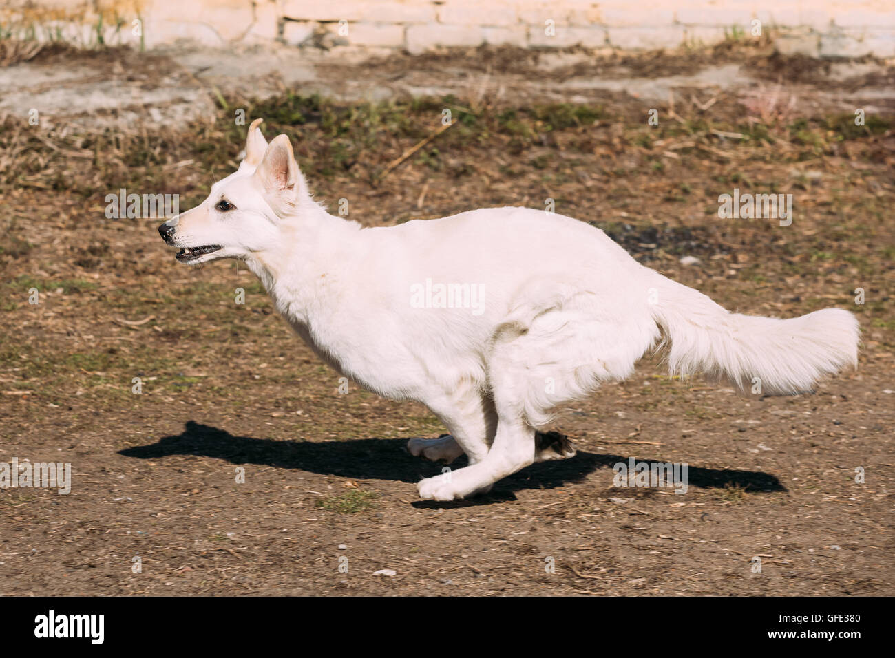 Schnell läuft weißer Schweizer Schäferhund-Berger Blanc Suisse. Berger Blanc Suisse ist eine Hunderasse aus der Schweiz. Stockfoto