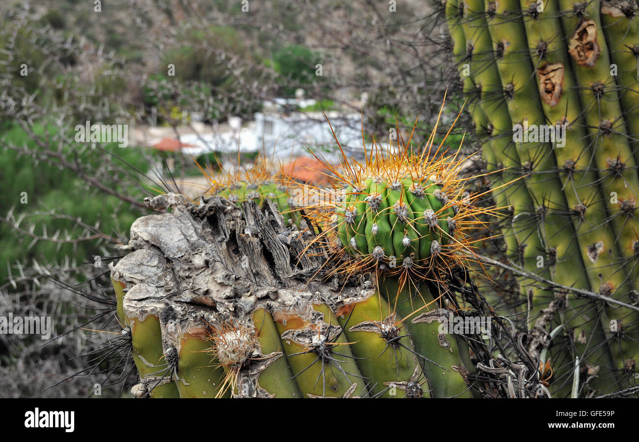 Argentinischer Riesen Kaktus, Echinopsis Candicans. Chilecito Stadt. La Rioja. Argentinien Stockfoto
