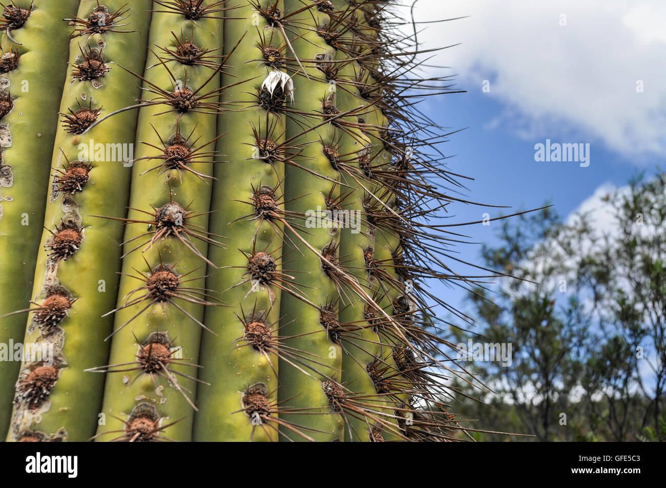 Argentinischer Riesen Kaktus, Echinopsis Candicans. Cuesta de Miranda. La Rioja. Nord-Argentinien Stockfoto