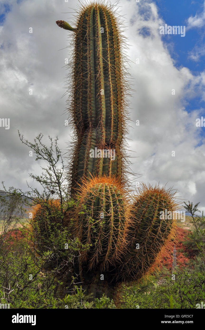 Argentinischer Riesen Kaktus, Echinopsis Candicans. Cuesta de Miranda. La Rioja. Nord-Argentinien Stockfoto
