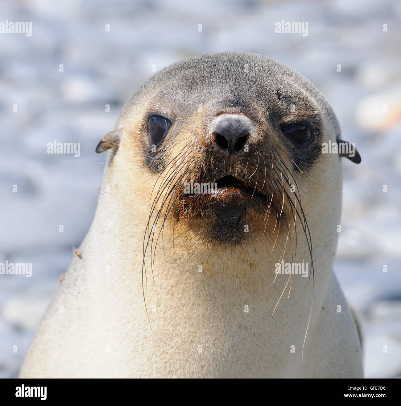 Eine junge Leuchistic, blass gefärbten, antarktische Seebär (Arctocephalus Gazella) am Strand von Salisbury Plain. Stockfoto