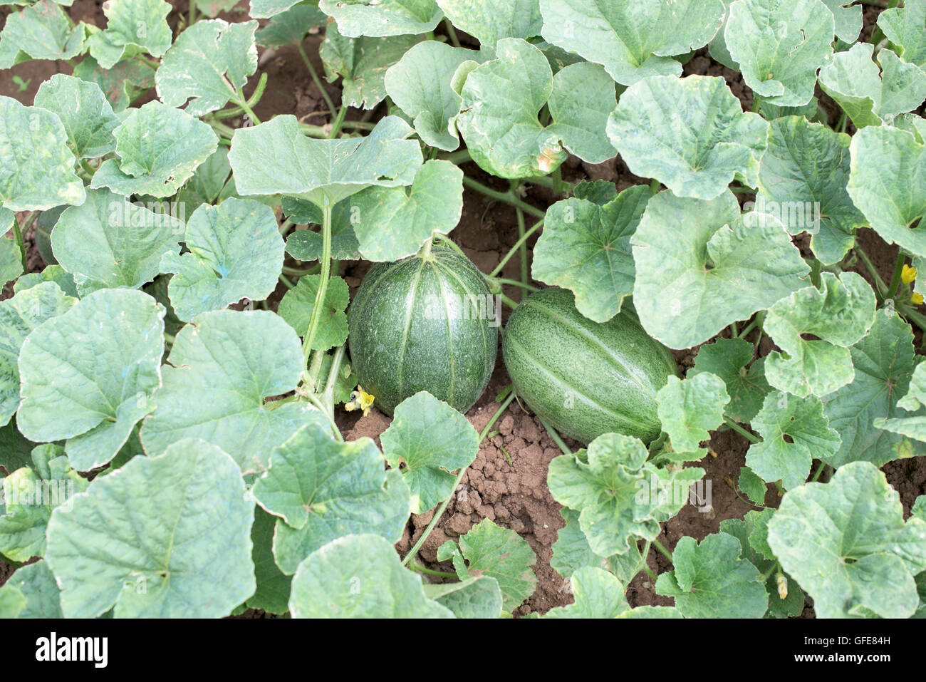Teil der Melone Pflanze mit Ernte und Blüten Stockfotografie - Alamy