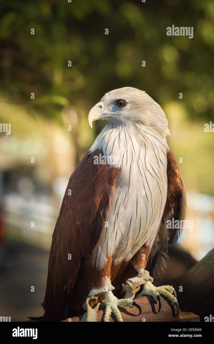 Rot - angebundener Falke Stockfoto