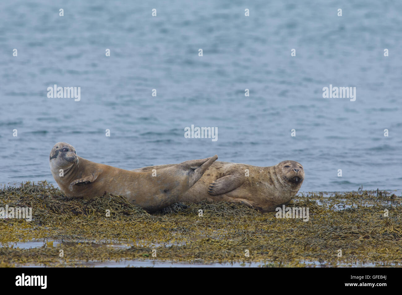 Seehunde in den Gewässern des Skotur-Fjord in der Nähe von Litlibaer, westlichen Fjorde, Island Stockfoto