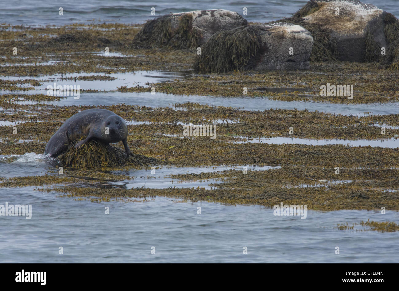 Seehunde in den Gewässern des Skotur-Fjord in der Nähe von Litlibaer, westlichen Fjorde, Island Stockfoto