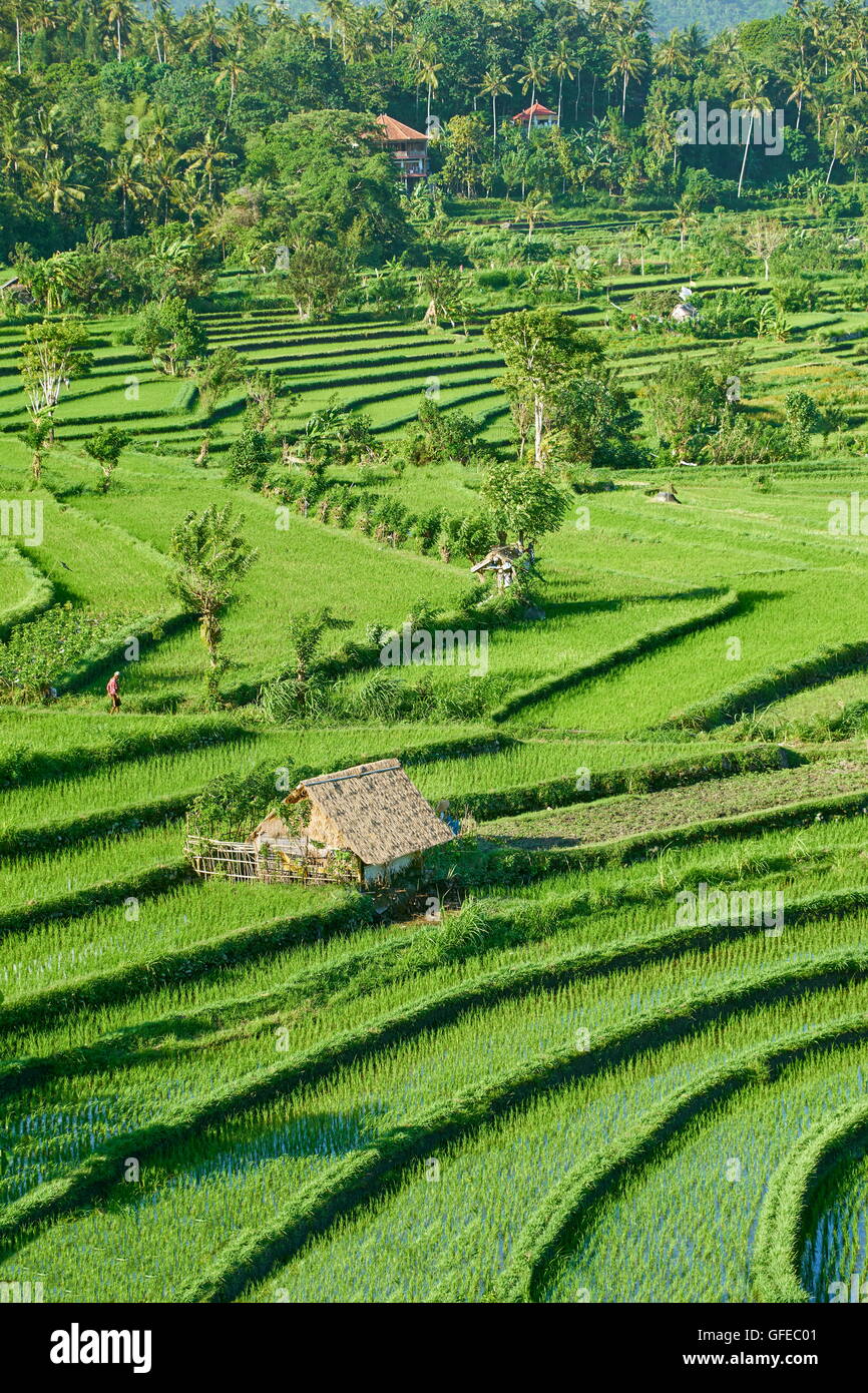 Reis-Terrassenlandschaft, Bali, Indonesien Stockfoto