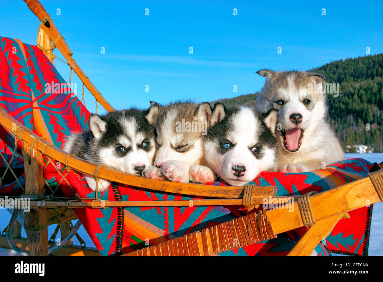 Siberian Husky, vier Welpen gemeinsam im Schlitten Stockfoto