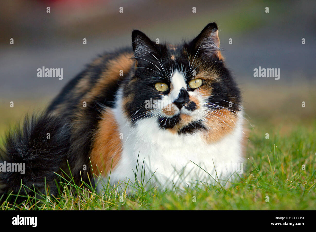 Calico Katze ruht in Rasen, beobachten Stockfoto