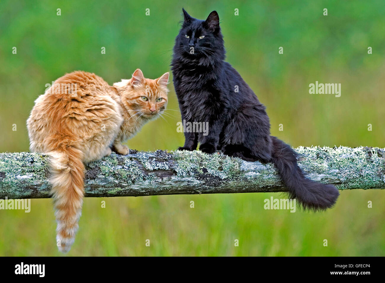 Katzen Ingwer Tabby und schwarz Zusammensitzen auf Zaun Stockfoto