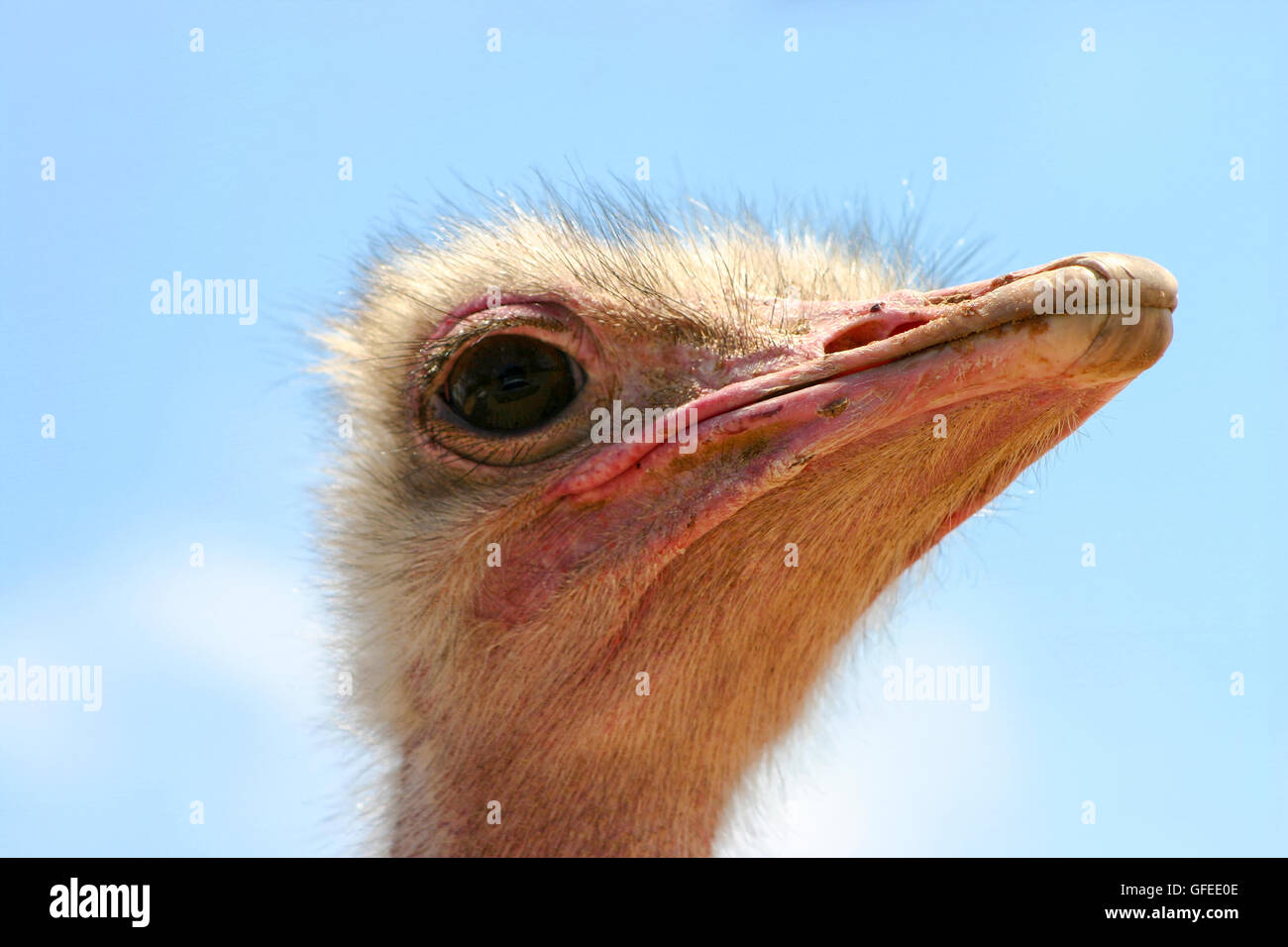 Nahaufnahme Portrait eines Kopfes eines Straußes mit einem blauen Himmelshintergrund Stockfoto