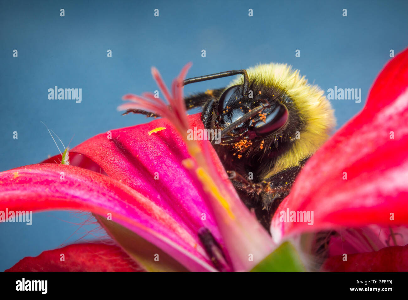 Gemeinsamen östlichen Hummel auf rosa Blume in extreme Nahaufnahme Makro Stockfoto