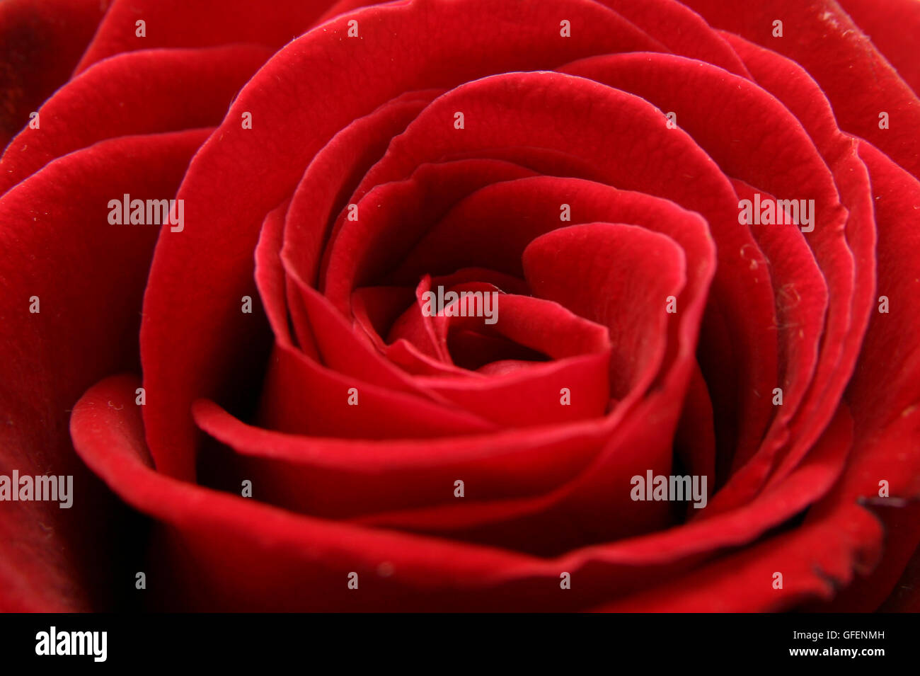 Eine wunderschöne rote Rose Nahaufnahme Stockfoto