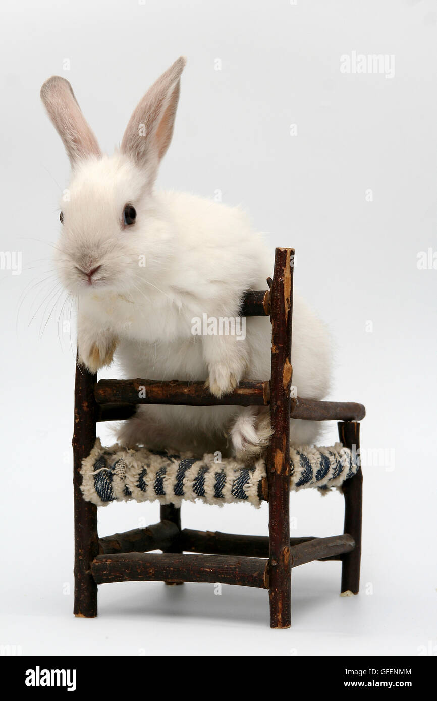 Ausschnitt aus einem weißen Kaninchen auf einem Stuhl auf weißem Hintergrund Stockfoto