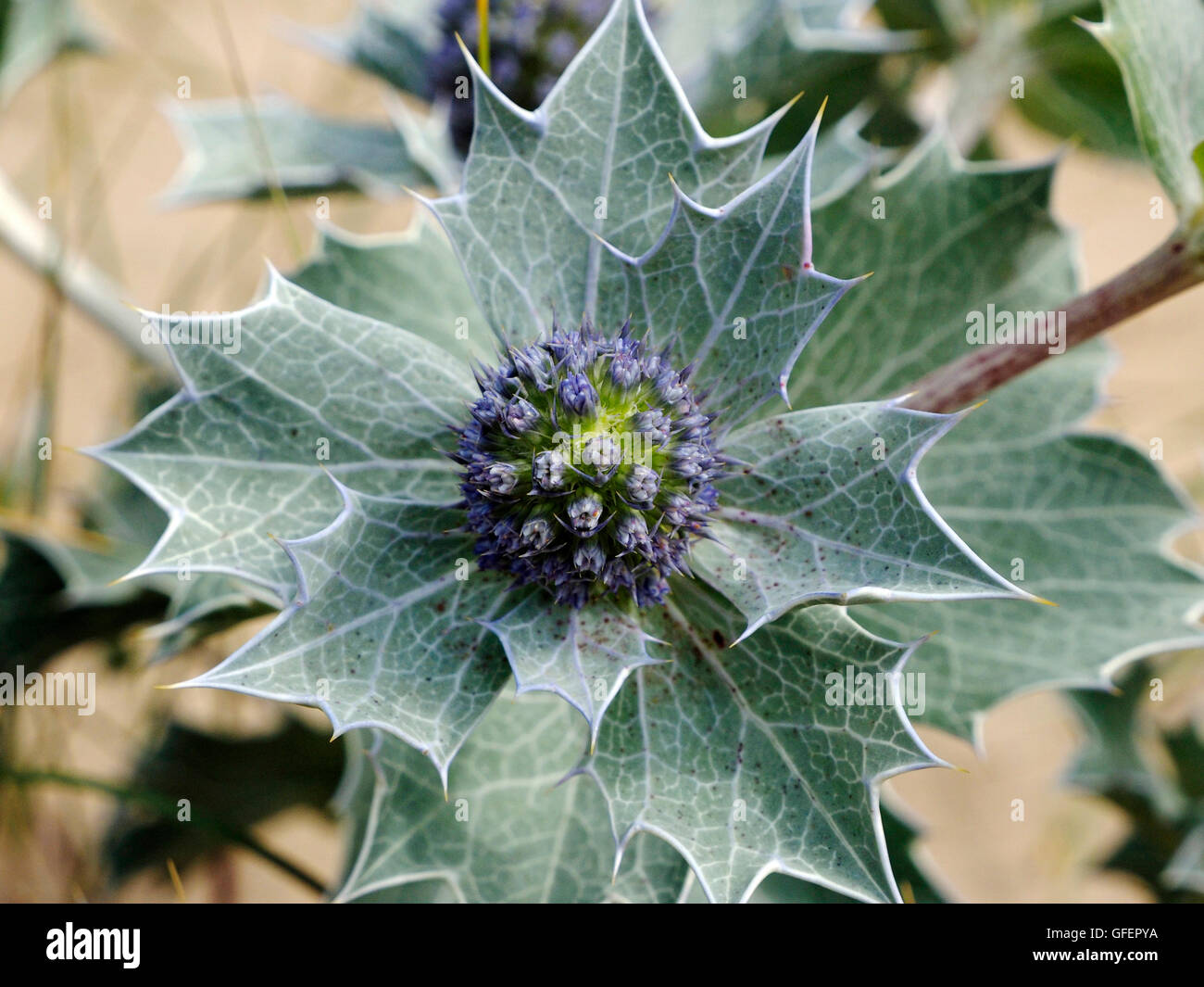 Blätter und Blüte des wilden Meeres Holly (Eryngium Maritimum) wächst auf Sanddünen am Three Cliffs Bay auf Gower, South Wales. Stockfoto