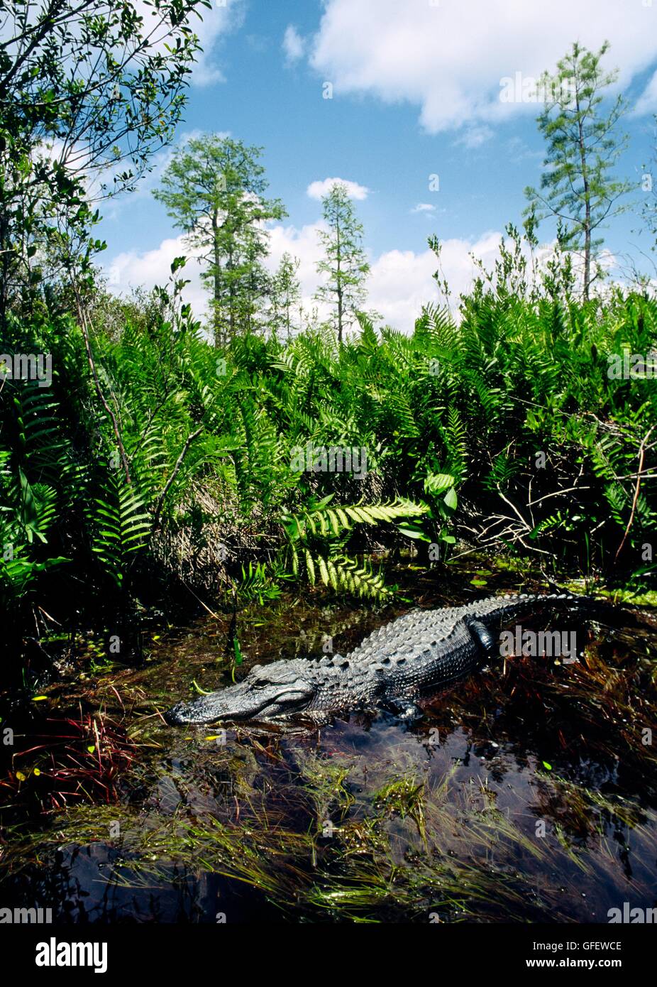 Amerikanisches Krokodil, Alligator Mississippiensis, nähert sich im schwarzen Wasser der Okefenokee National Wildlife Refuge, Georgia, USA Stockfoto