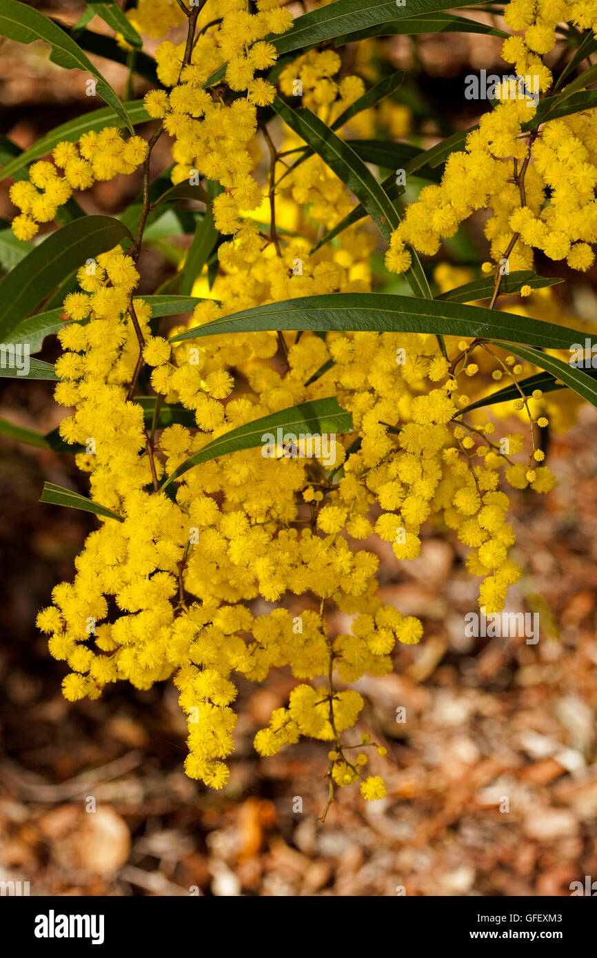 Große Dichte Ansammlung von goldenen gelben Blüten und tief grün Blätter des australischen einheimische Pflanze Akazie Macradenia, Zick-Zack-Flechtwerk Stockfoto