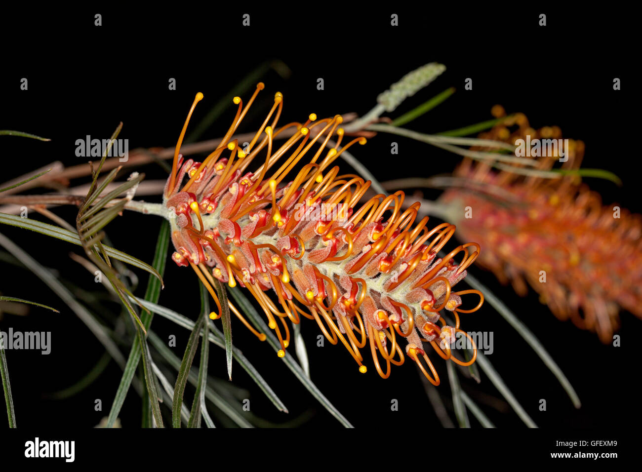 Spektakuläre leuchtende orange Blume, grünen Blättern & Knospe der Australian native Strauch Grevillea Honig Barbara auf schwarzem Hintergrund Stockfoto