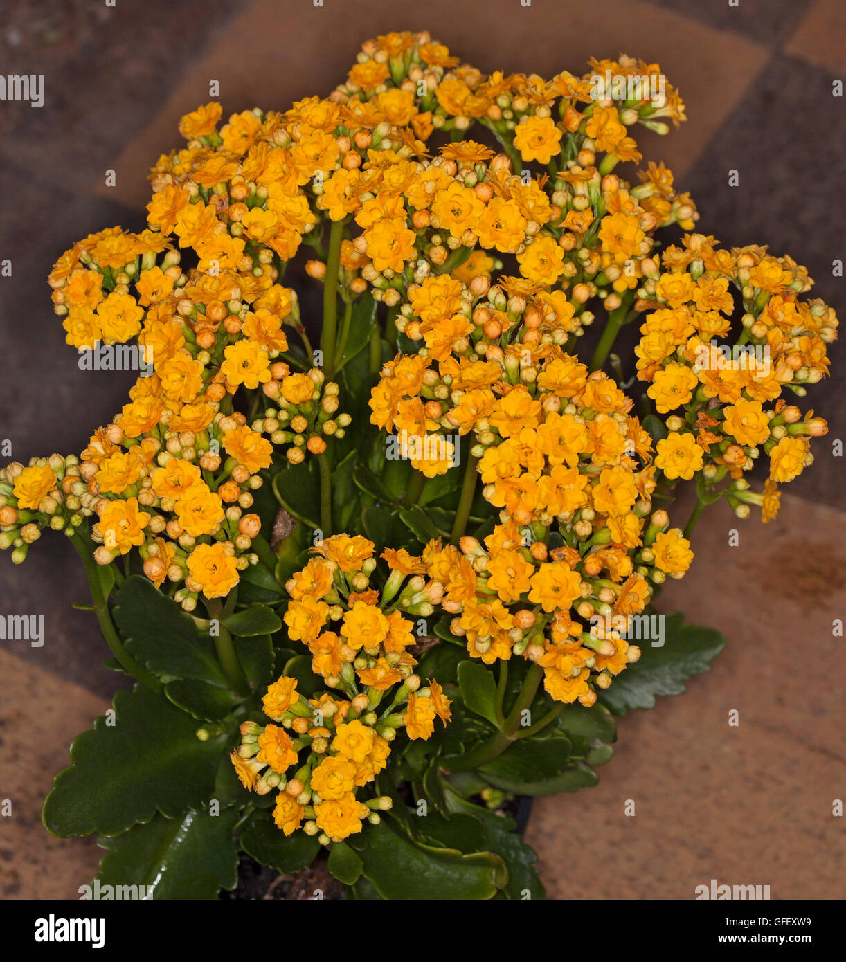 Cluster der lebendige doppelten goldenen gelben Blüten und dunkelgrünen Blätter der Sukkulente Kalanchoe Blossfeldiana hybrid Stockfoto