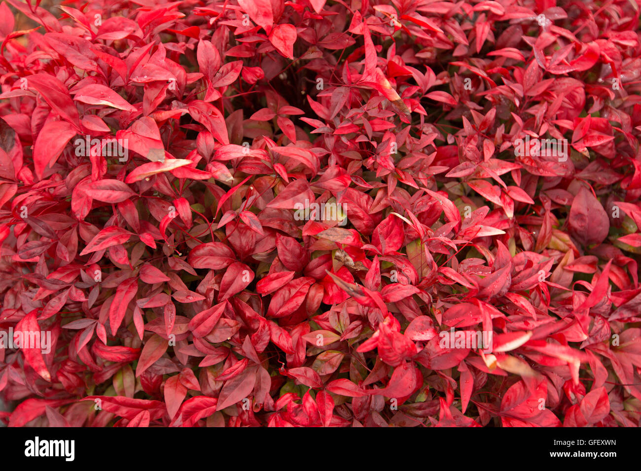 Masse des spektakulären lebhafte rote Blätter von Nandina Domestica, niedrig wachsenden Garten Strauch bekannt als Heiliger Bambus. Stockfoto
