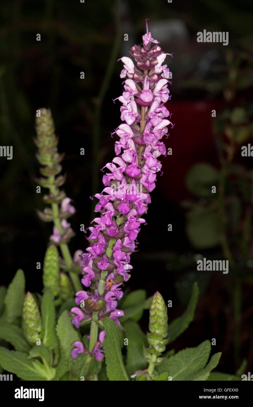 Hohen Spike von atemberaubenden pink / lila Blumen, grüne Blätter und Knospen von Salvia Nemerosa 'Sensation Rose' auf dunklem Hintergrund Stockfoto