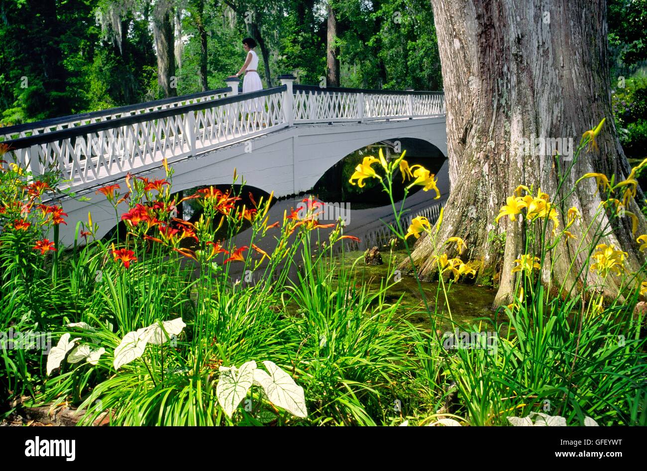 Magnolia Gardens In Der Nahe Von Charleston South Carolina Usa