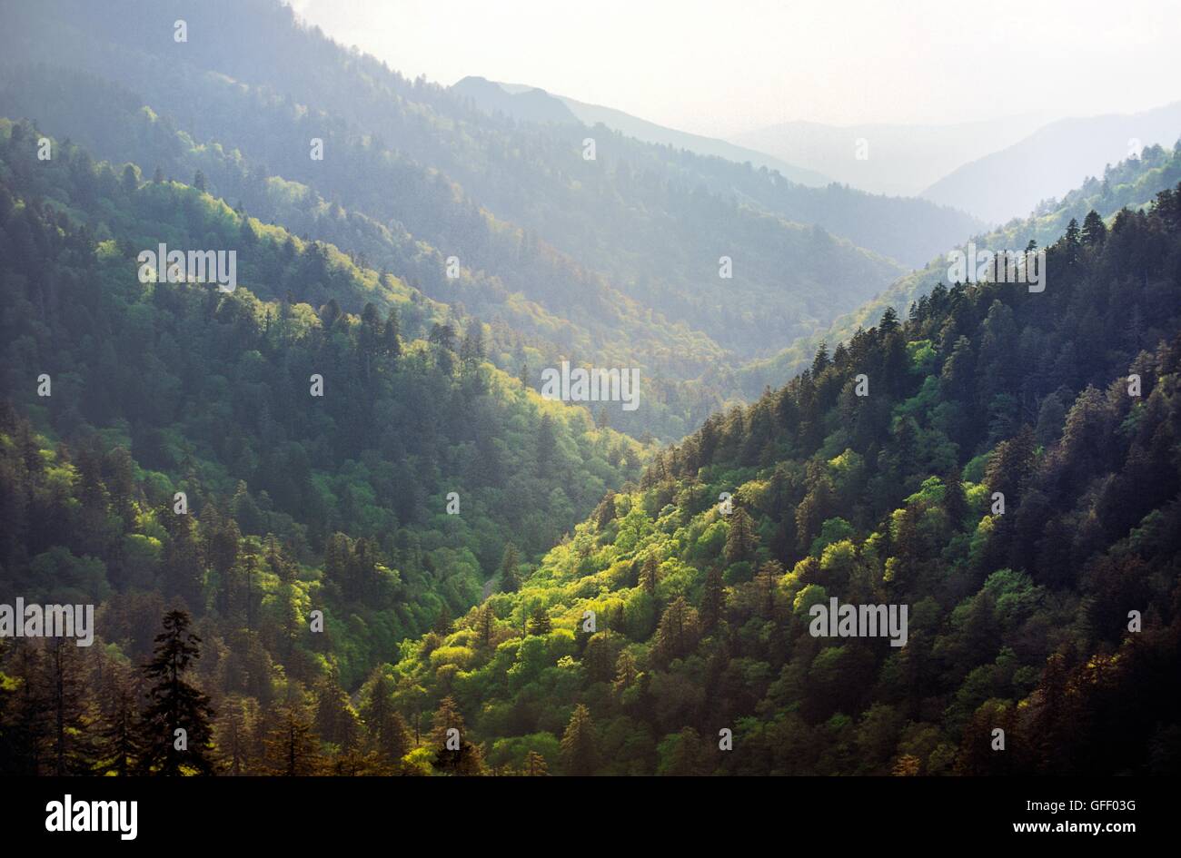 Wälder bedecken die Great Smoky Mountains National Park von Morton übersehen, Tennessee, USA gesehen. Ein Teil der Appalachian Bereich Stockfoto
