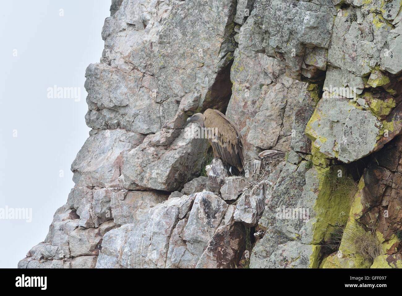 Eurasische Gänsegeier (abgeschottet Fulvus) steht auf einer Klippe in der Nähe von seinem Nest mit Küken Salto del Gitano P N de Monfragüe Spanien Stockfoto