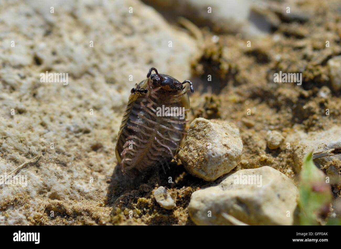 Pille Tausendfüßler - Pillbug (Glomeris Marginata) abrollen -, die Beine auf der ventralen Oberfläche Provence - Frankreich Stockfoto