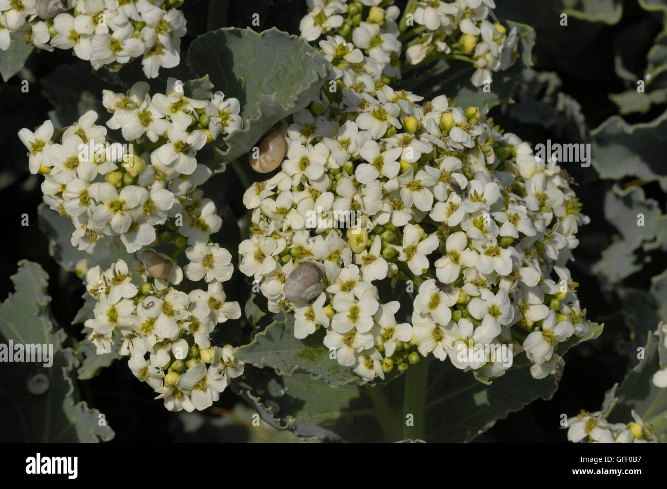 Meerkohl (Crambe Maritima) am Strand in der Nähe von Dünen De La Slack PNR des Caps et Marais Opale - Frankreich Stockfoto