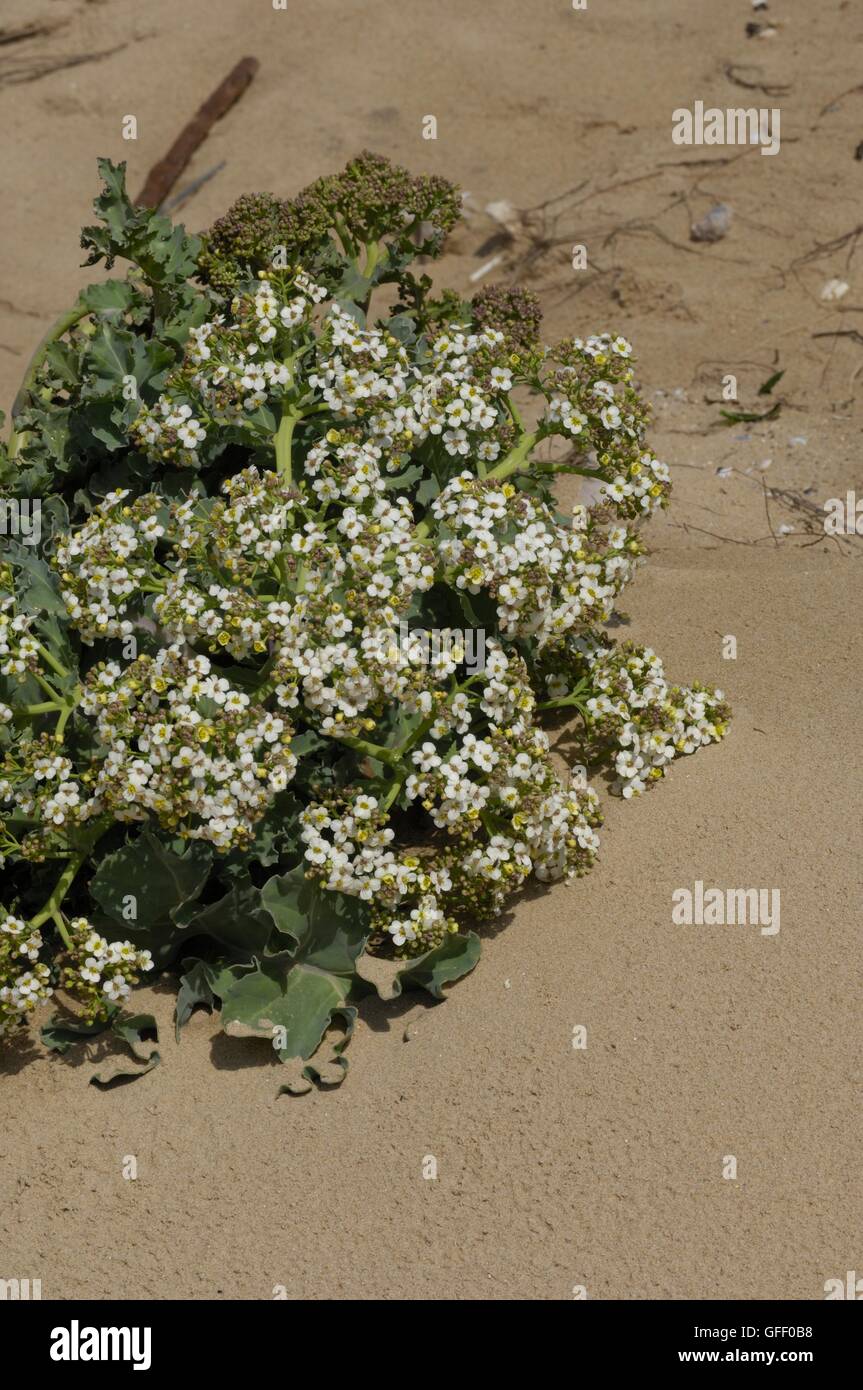 Meerkohl (Crambe Maritima) am Strand in der Nähe von Dünen De La Slack PNR des Caps et Marais Opale - Frankreich Stockfoto