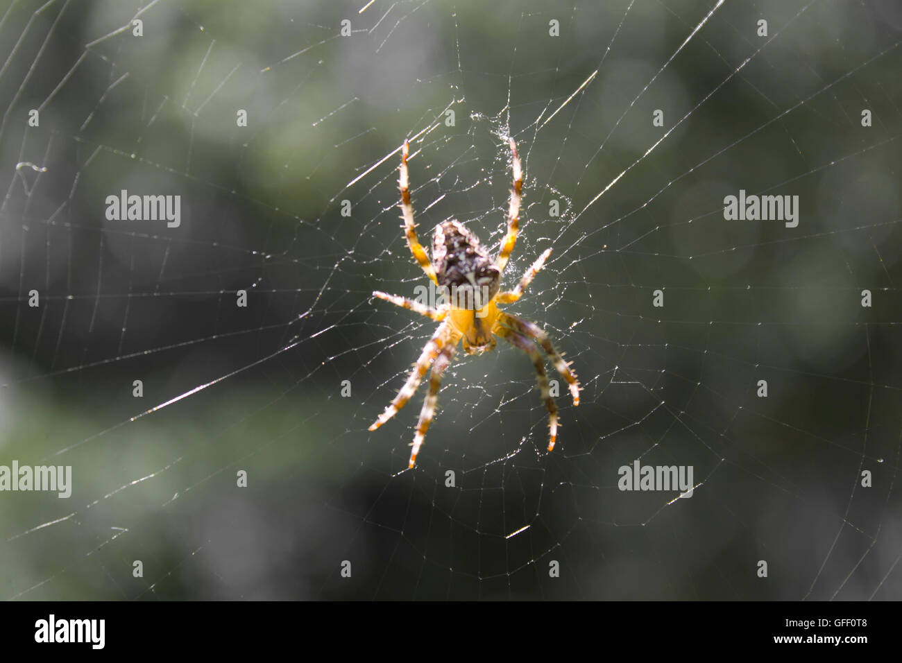 Spinne auf einer Webseite Stockfoto