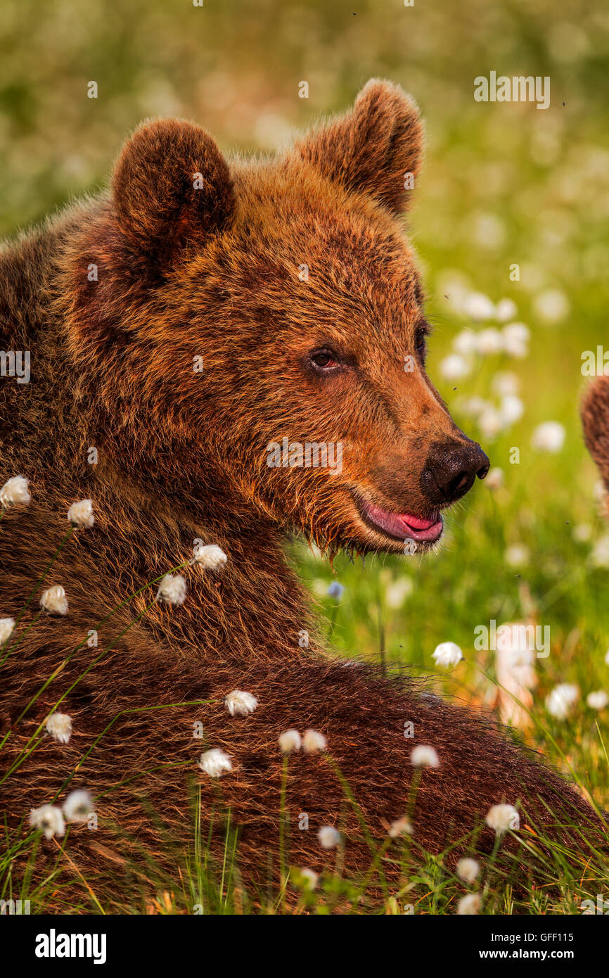 Ein Porträt von einem Brown Bear Cub, Finnland. Stockfoto