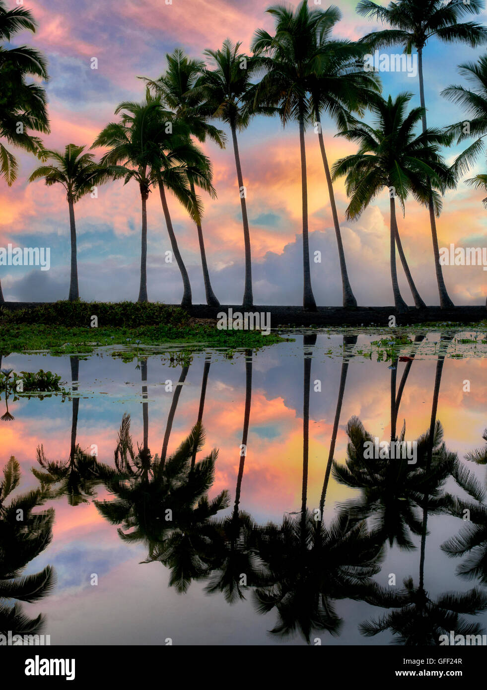 Palmen im Teich mit Sonnenaufgang widerspiegelt. Punaluu Black Sand Beach. Hawaiis Big Island Stockfoto