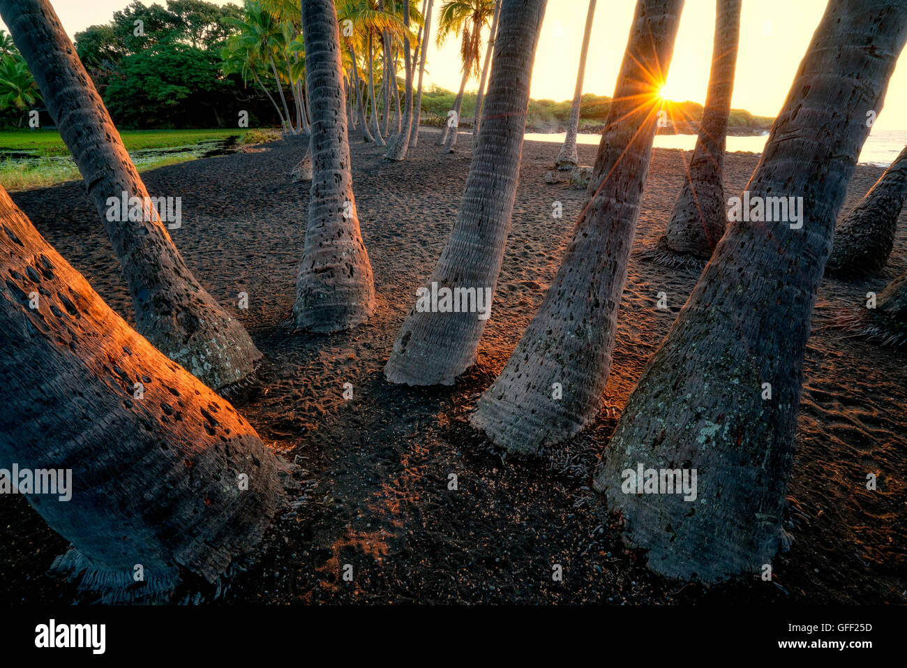 Palmen und Sonnenaufgang auf Punaluu Black Sand Beach. Hawaiis Big Island Stockfoto