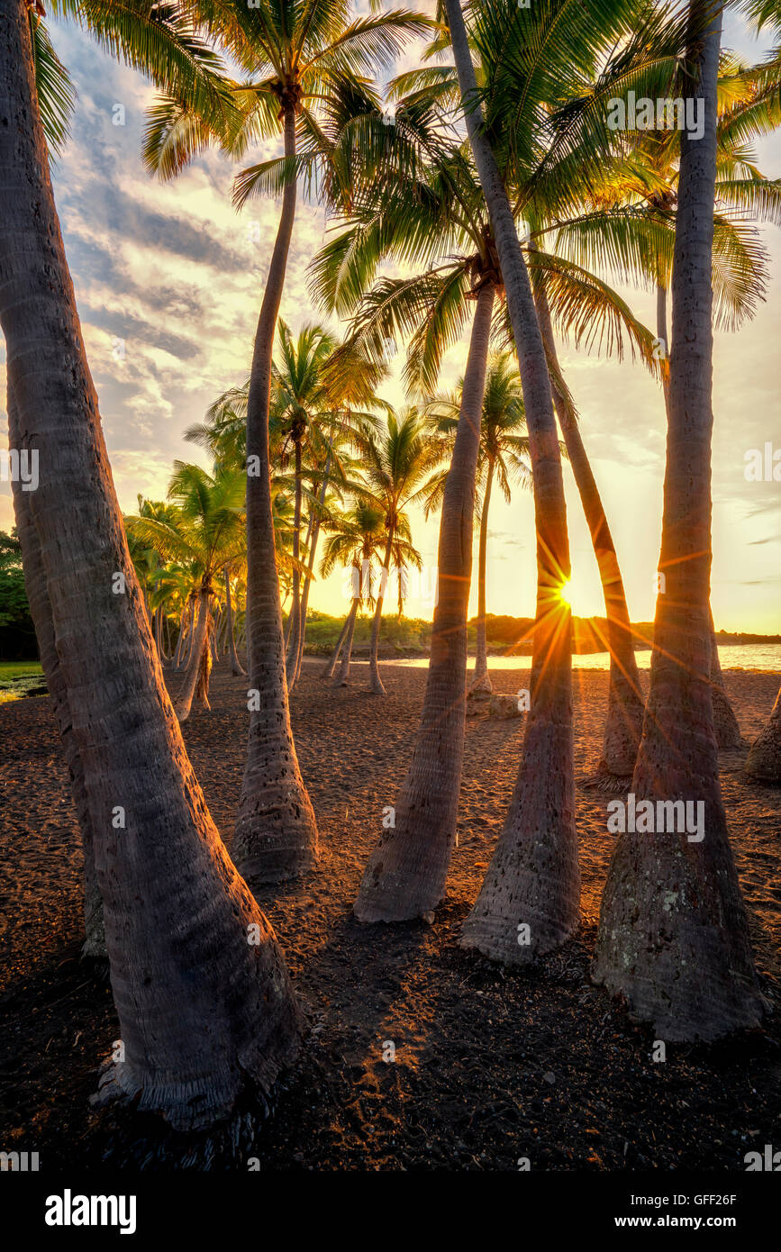 Palmen und Sonnenaufgang auf Punaluu Black Sand Beach. Hawaiis Big Island Stockfoto