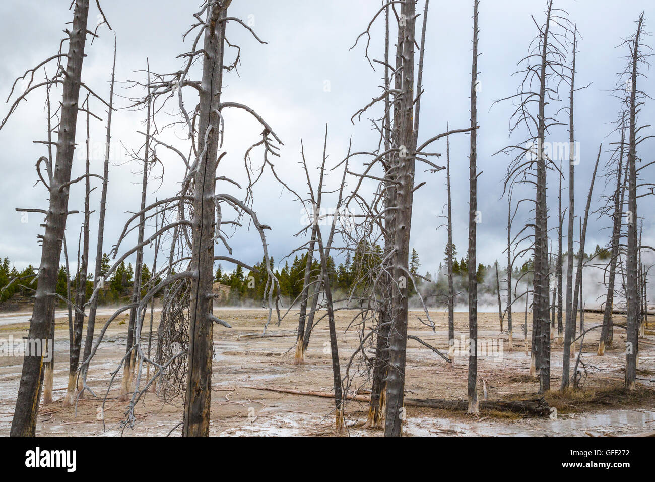 Tot oder sterbend Bäume im Yellowstone National Park USA Stockfoto