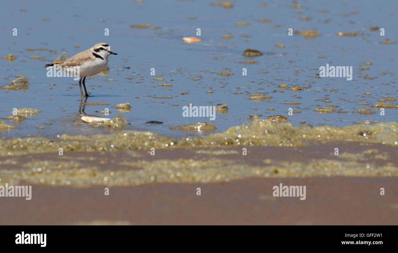 Seeregenpfeifer (Charadrius plexippus), Montana de Oro State Park, Kalifornien Stockfoto