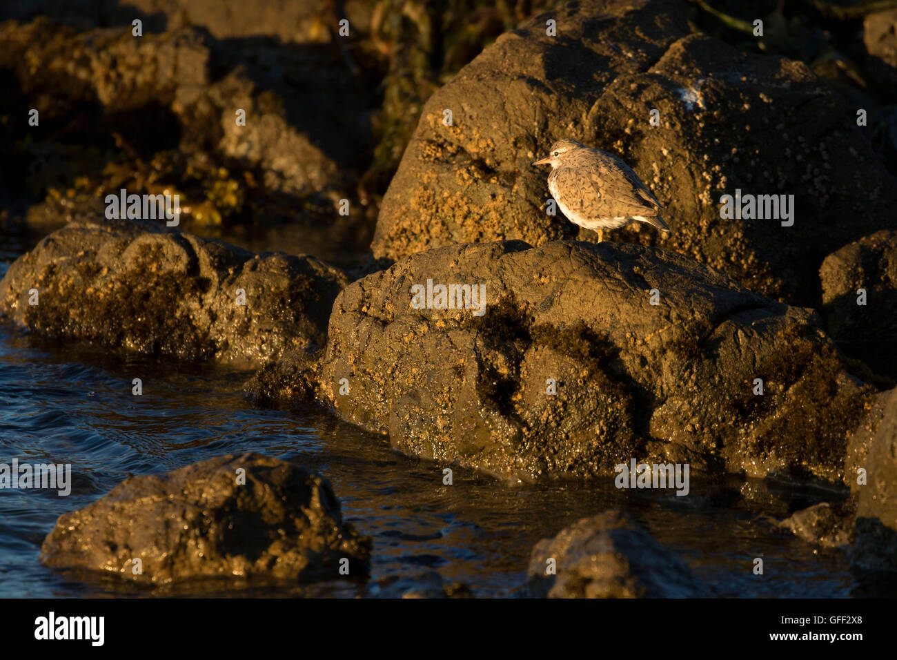 Shorebird, Estero Bluffs State Park, Kalifornien Stockfoto