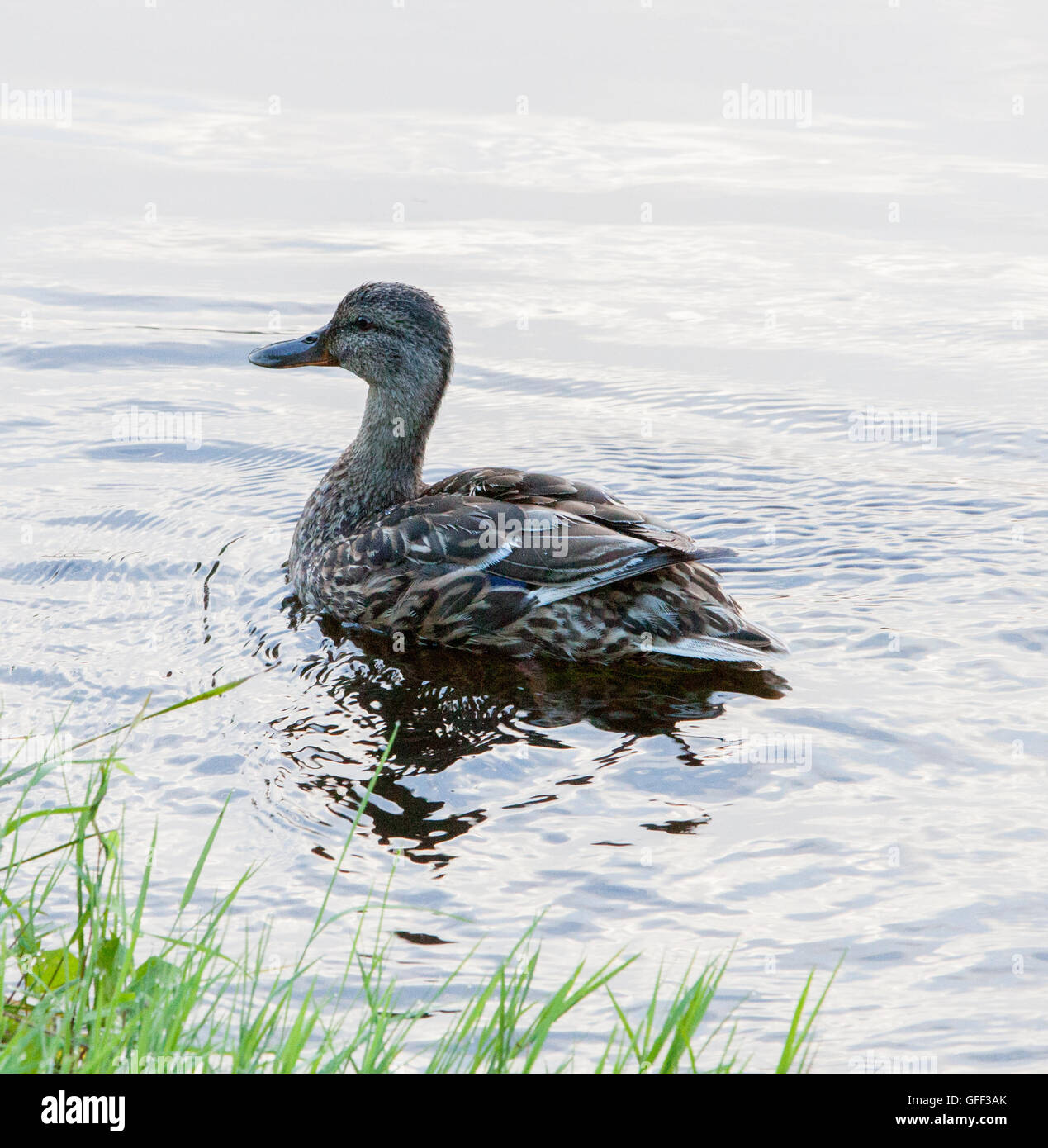 Weibliche Ente auf dem Wasser Stockfoto