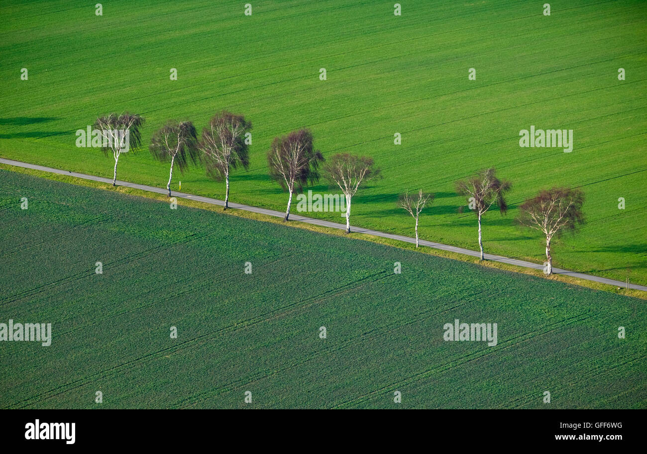 Luftaufnahme, Baumreihen auf befestigten Straßen, Wintergetreide, Ackerland, Ackerland, Luftaufnahme von Hamm, Ruhrgebiet, Stockfoto