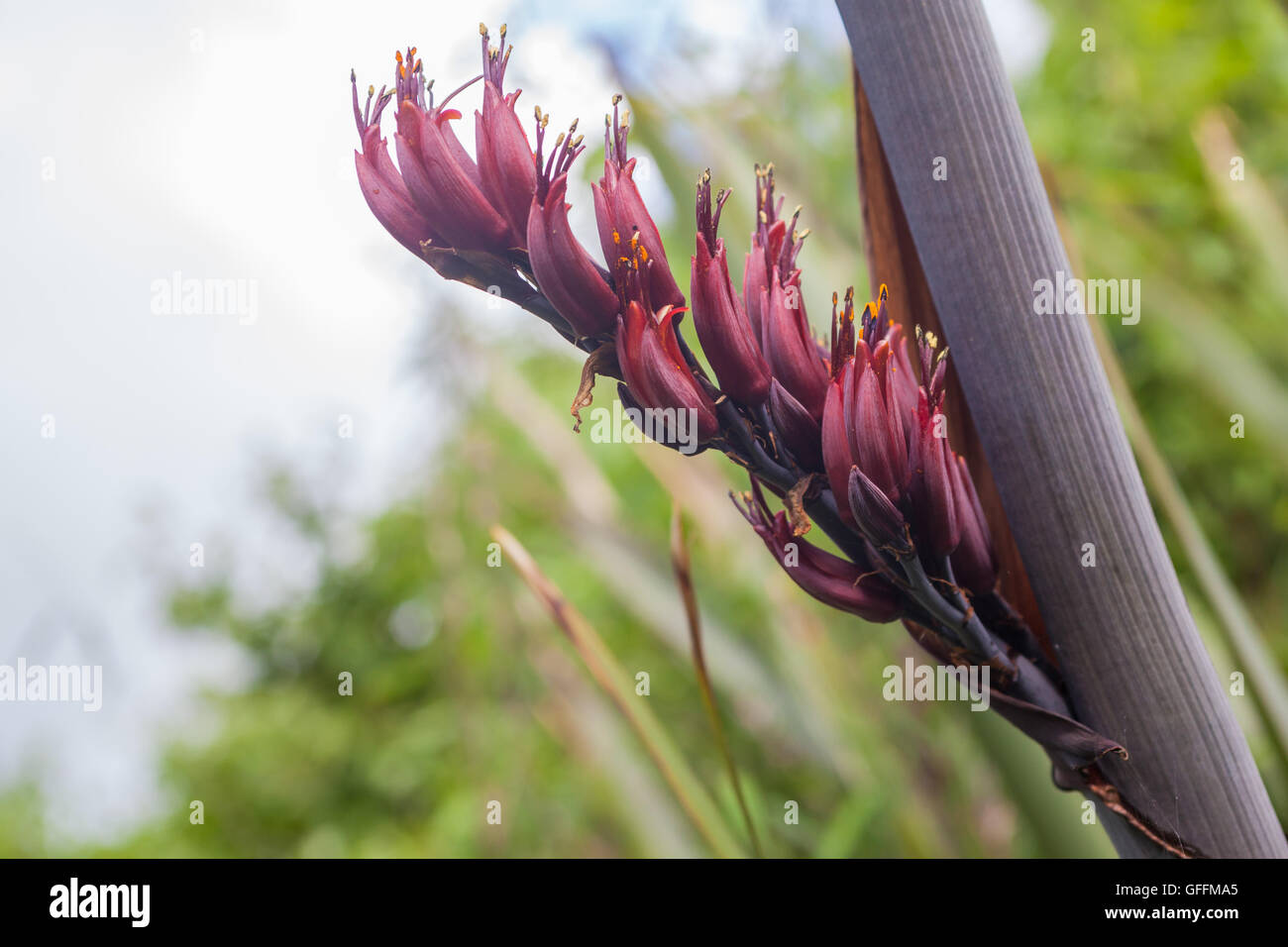 Blumen von Neuseeland Flachs Phormium tenax Stockfoto