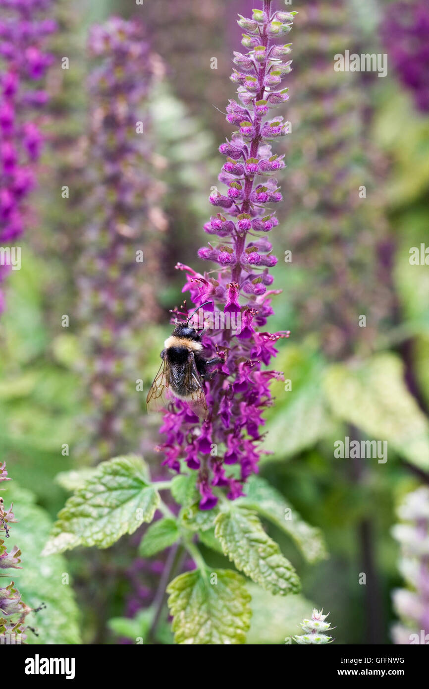Hummel auf Teucrium Hircanicum Paradies Freude. Iranische Holz Salbei. Stockfoto