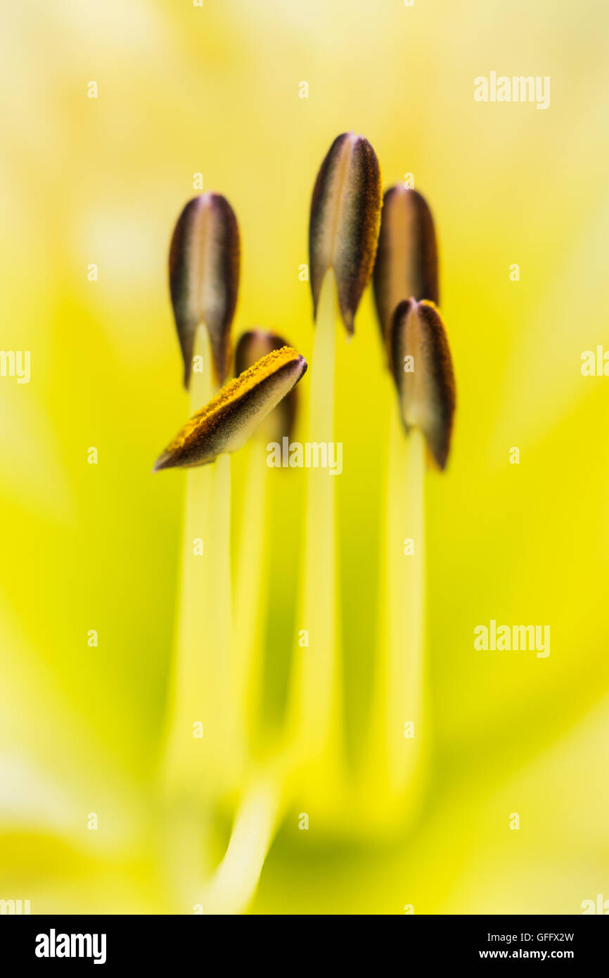 Makro-Bild von Lily Staubblätter Stockfoto