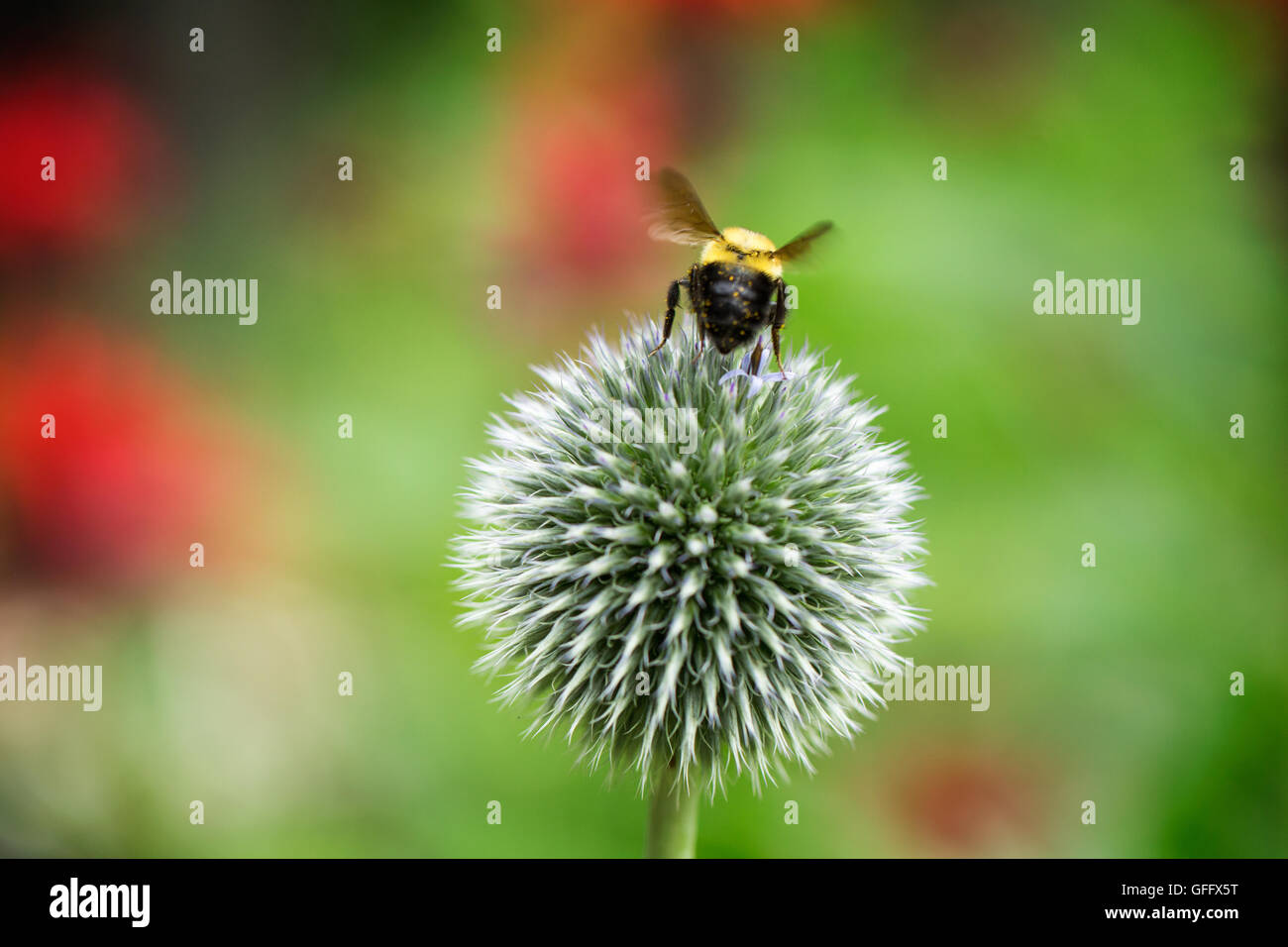 Globus Thistle Stockfoto