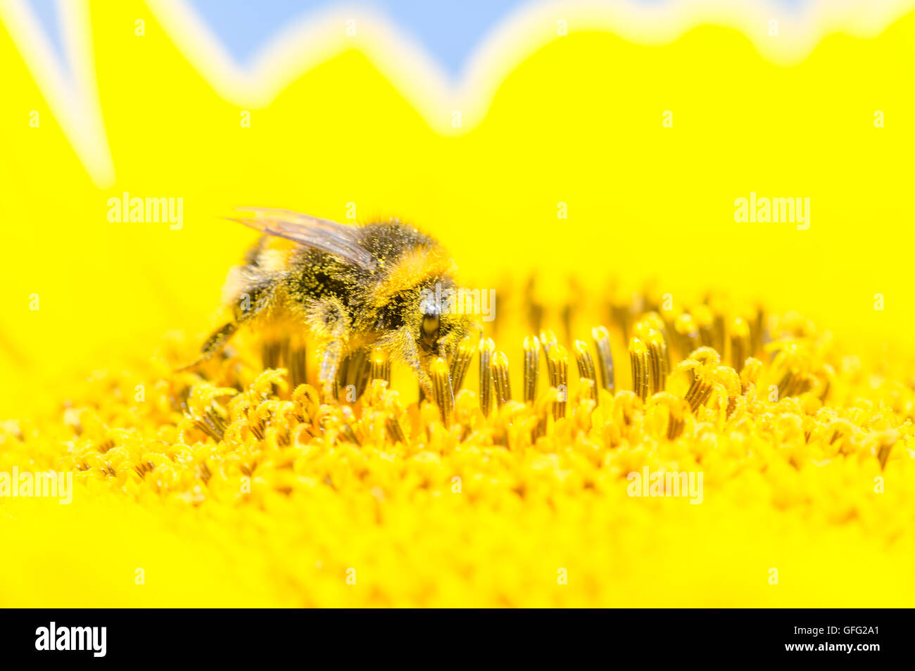 Bienen auf Sonnenblume Pflanzen Stockfoto