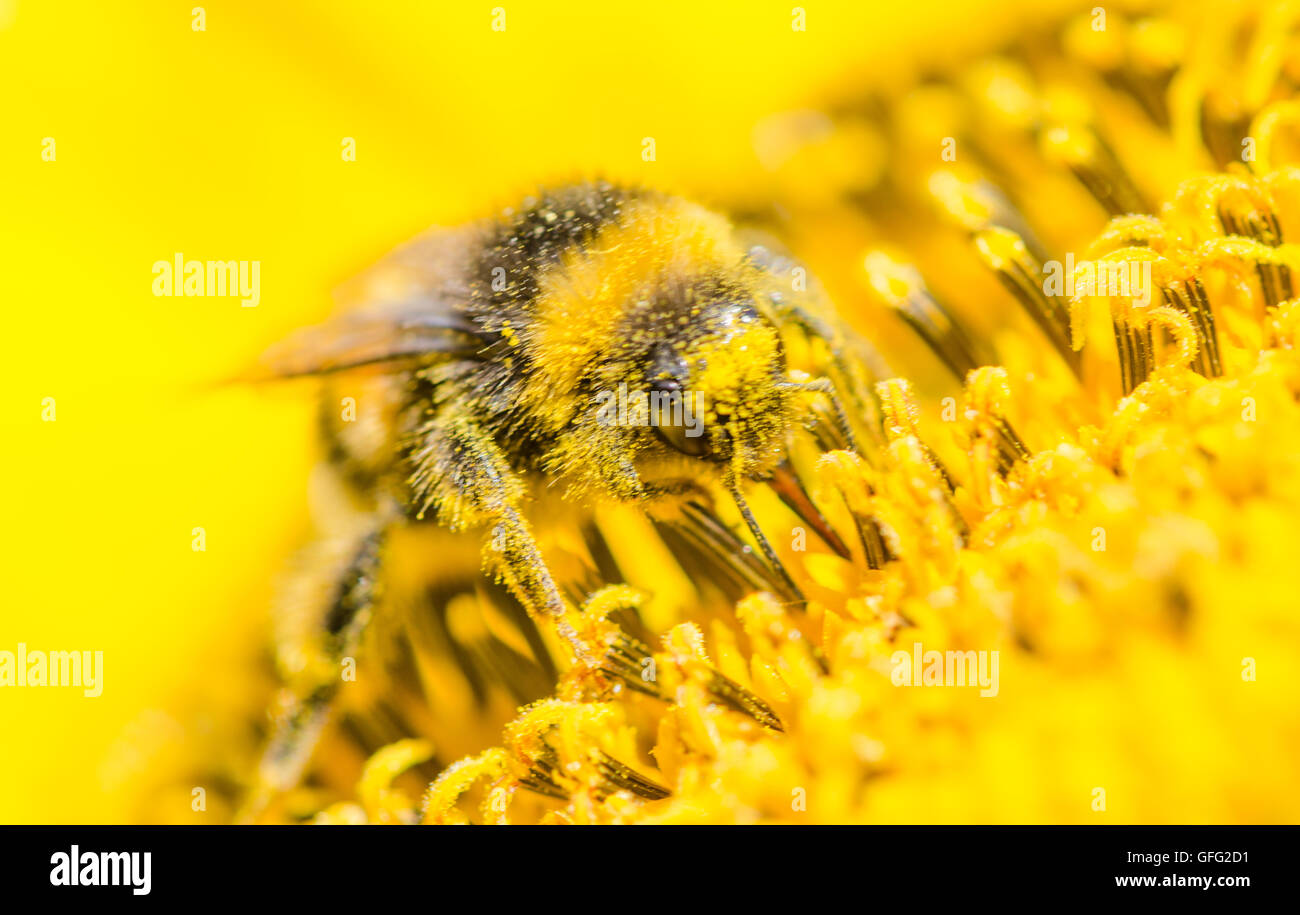 Bienen auf Sonnenblume Pflanzen Stockfoto