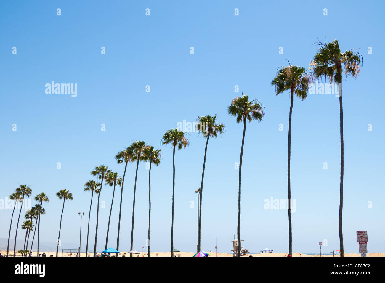 Palmen in einer Reihe an Newport Beach Stockfoto